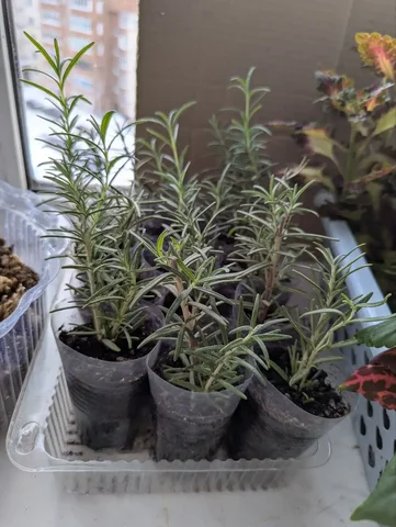 Продажа растения розмарин - Гигиена в Уфа