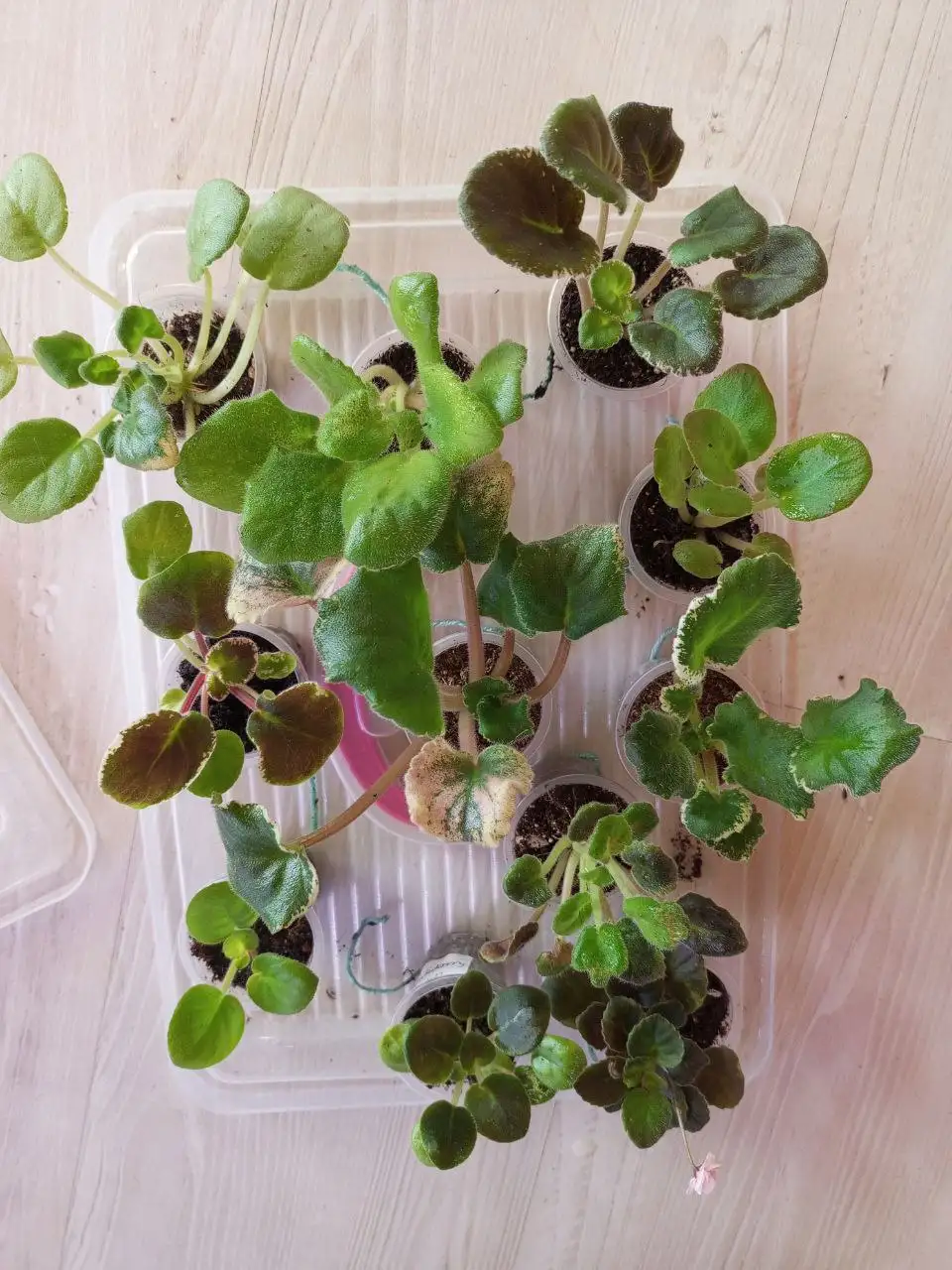 Фиалки 11 сортов: детки и стартеры - Растения (Хобби и отдых) в Уфа