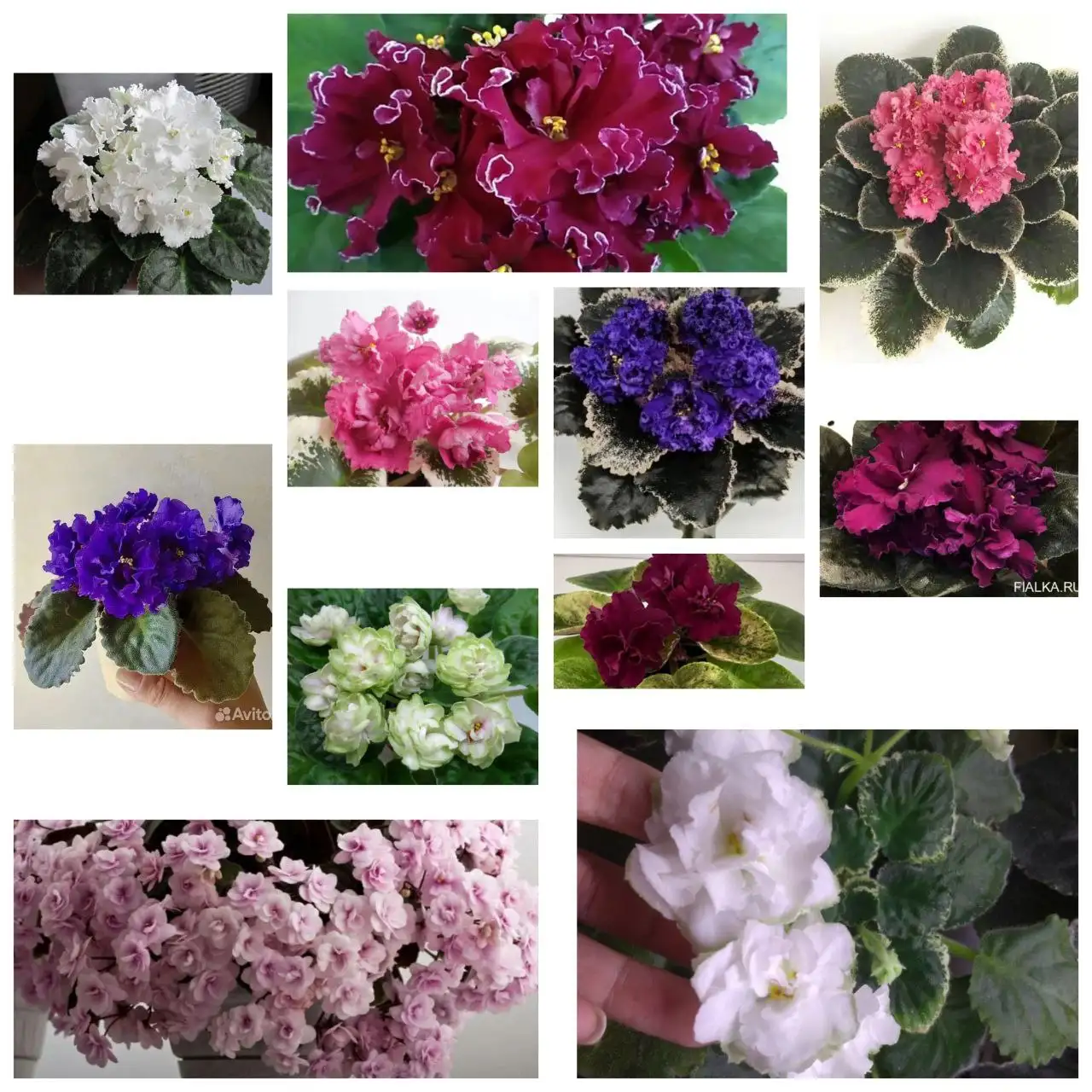 Фиалки 11 сортов: детки и стартеры - Растения (Хобби и отдых) в Уфа