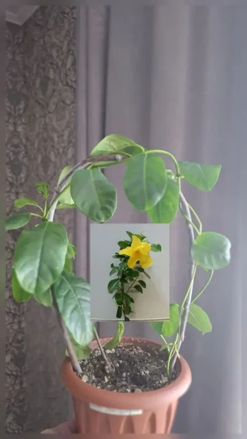 Дипладении желтая, красная, нежнорозовая - частное объявление в Уфа