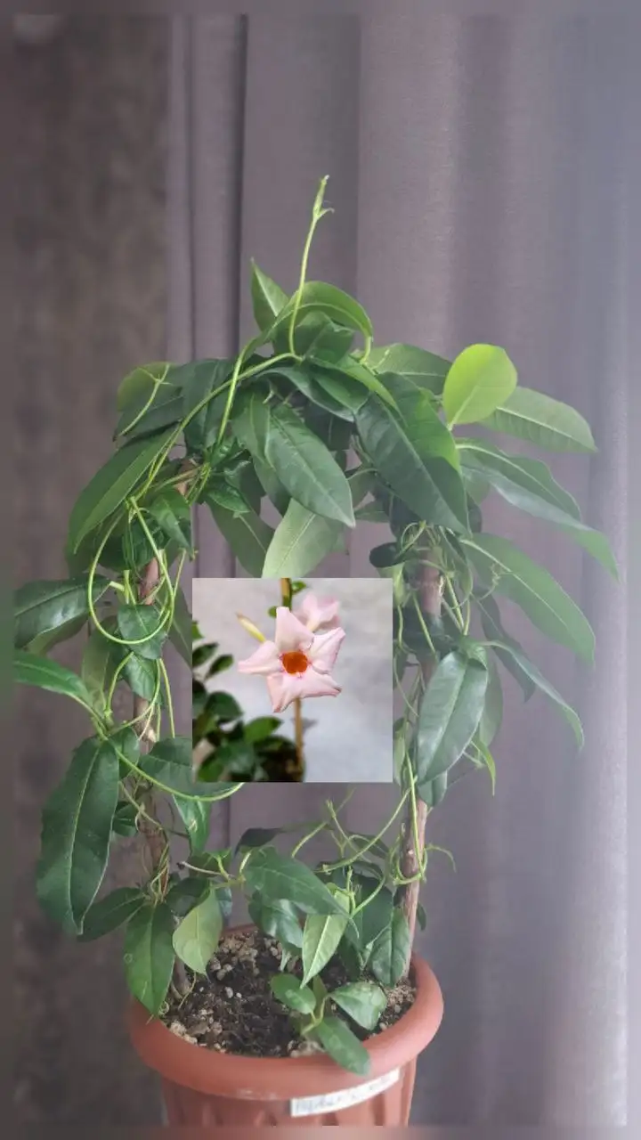 Дипладении желтая, красная, нежнорозовая - Растения (Хобби и отдых) в Уфа