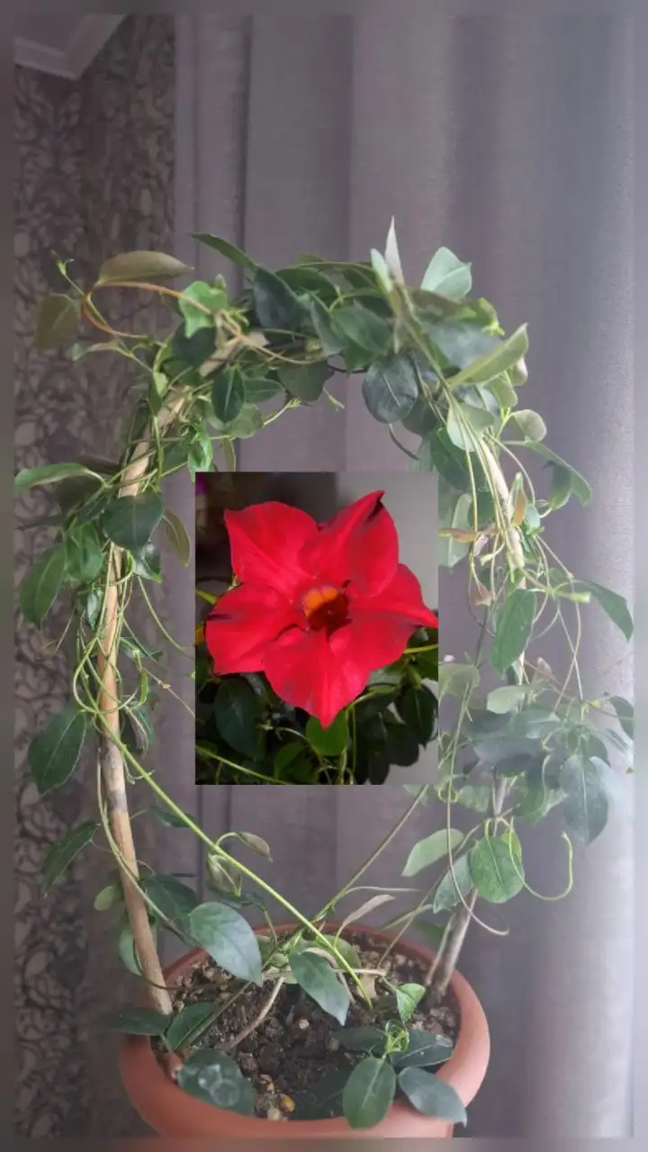 Дипладении желтая, красная, нежнорозовая - Растения (Хобби и отдых) в Уфа