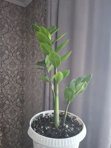 Замиокулькас в Ярком - частное объявление в Уфа