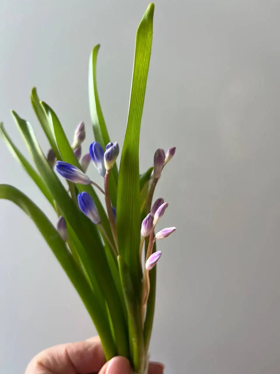 Продажа растений с дачи - Растения (Хобби и отдых) в Уфа