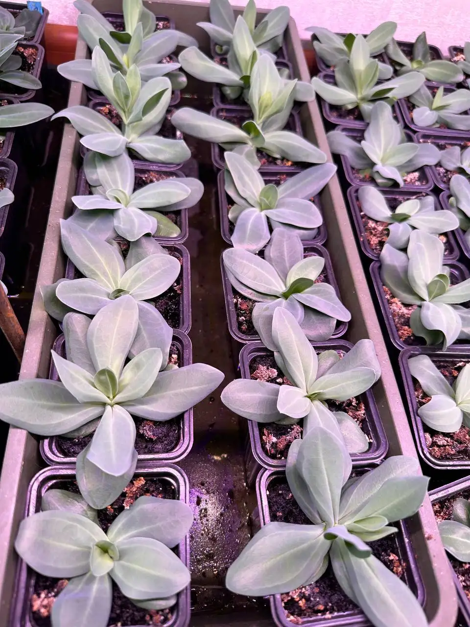 Эустомы, посев октябрь/ноябрь - Растения (Хобби и отдых) в Уфа