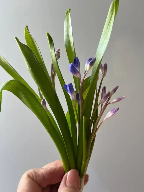 Продажа весенних цветов с луковицами в Уфе - Кондитерские изделия ручной работы в Уфа