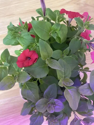 Ампельные петунии в контейнере разных сортов - Кондитерские изделия ручной работы в Уфа