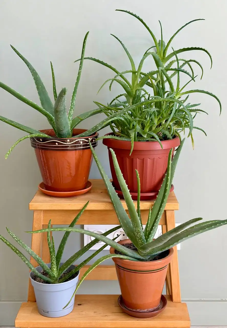 Продажа алоэ в горшках разных видов - Растения (Хобби и отдых) в Уфа