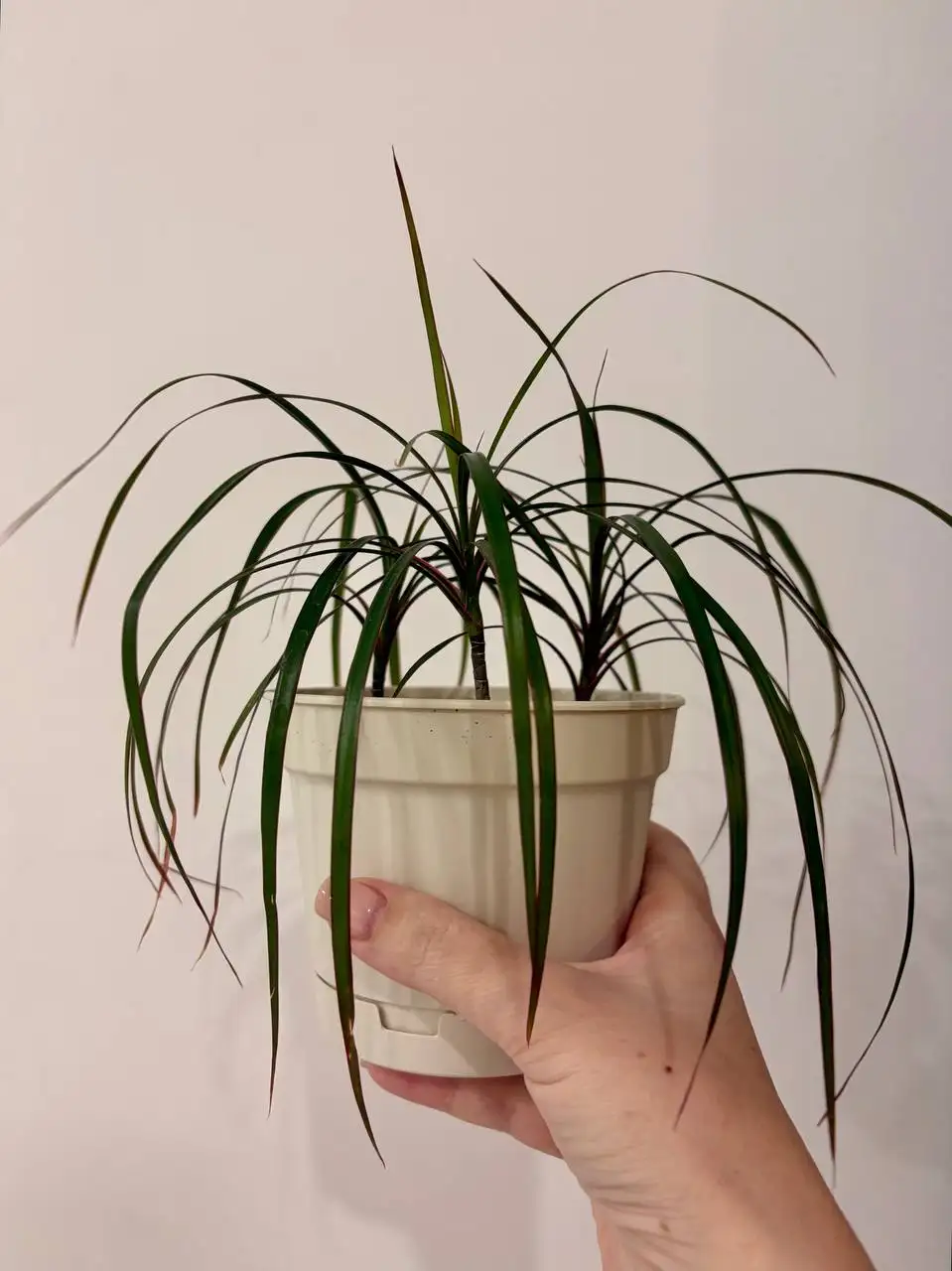 Взрослые комнатные растения в новых пластиковых горшках - Растения (Хобби и отдых) в Уфа