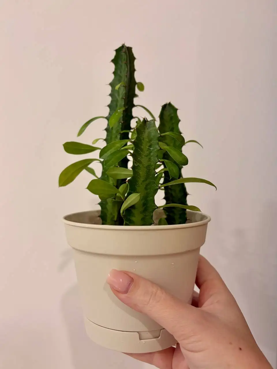 Взрослые комнатные растения в новых пластиковых горшках - Растения (Хобби и отдых) в Уфа