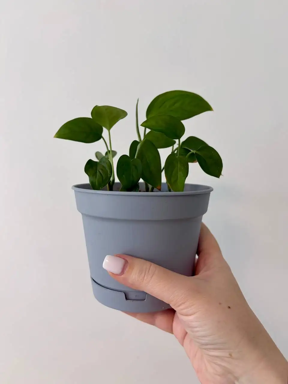 Взрослые комнатные растения в новых пластиковых горшках - Растения (Хобби и отдых) в Уфа