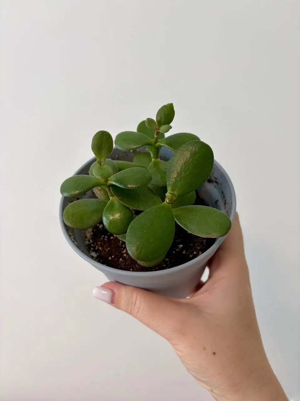 Взрослые комнатные растения в новых пластиковых горшках - Растения (Хобби и отдых) в Уфа