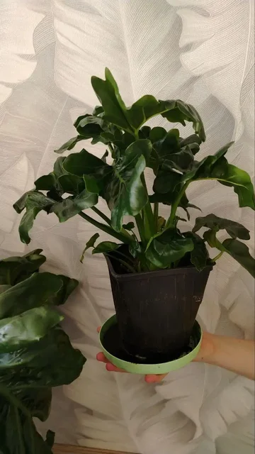 Продажа комнатных растений в Уфе - Кондитерские изделия ручной работы в Уфа