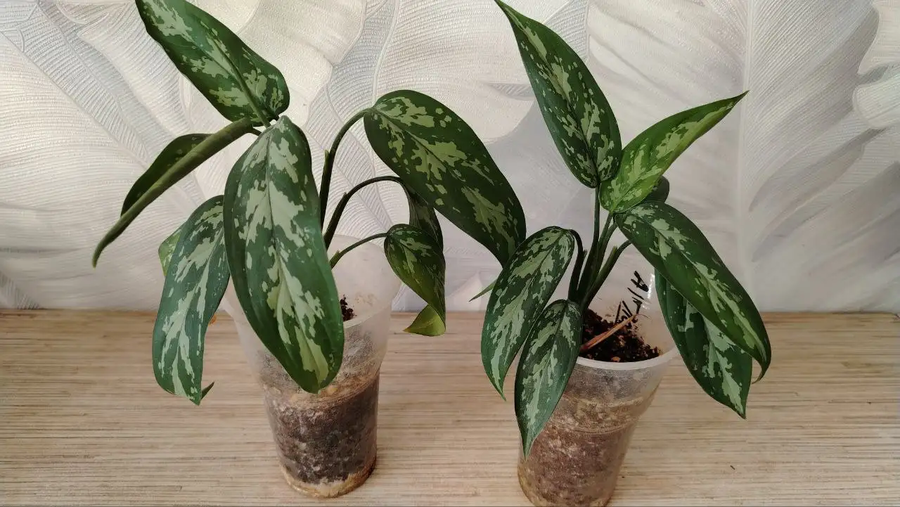 Продажа комнатных растений в Уфе - Растения (Хобби и отдых) в Уфа