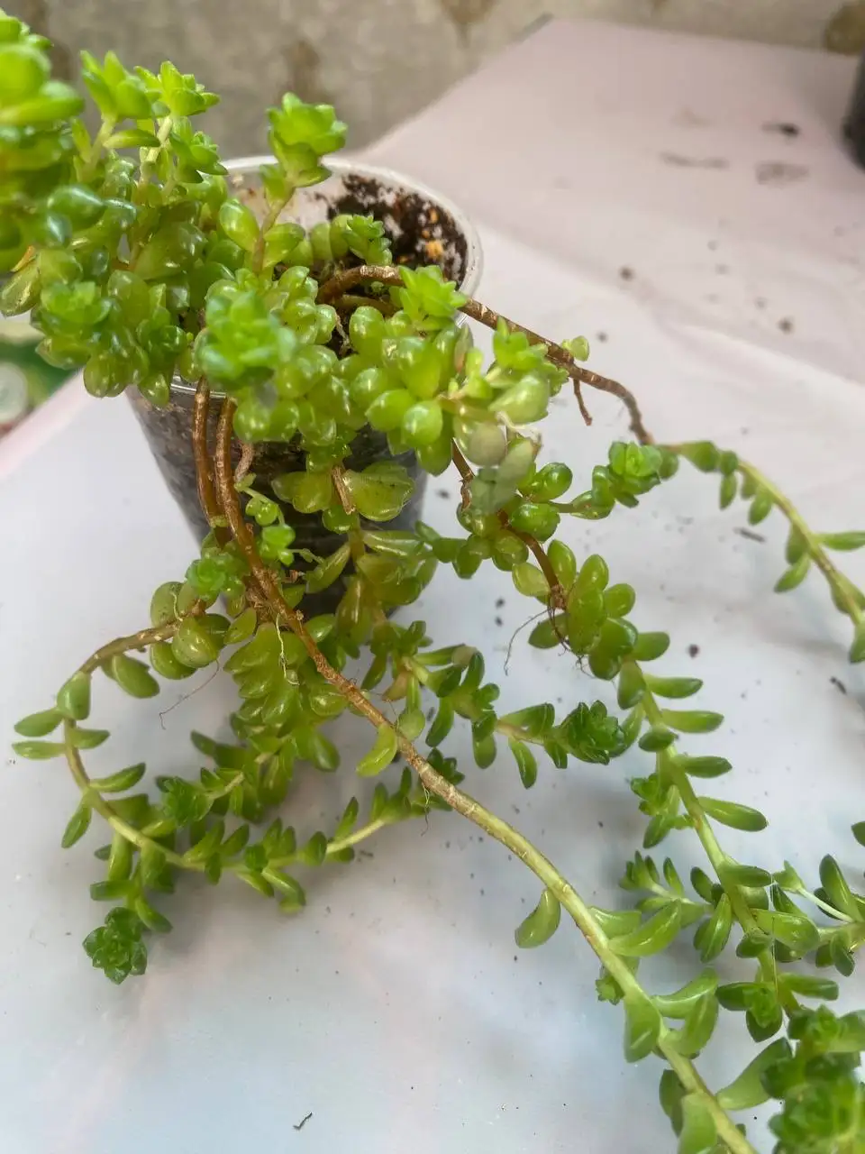 Продажа суккулентов в Уфе - Растения (Хобби и отдых) в Уфа