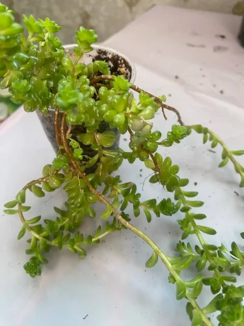 Продажа суккулентов в Уфе - Спортивная экипировка в Уфа