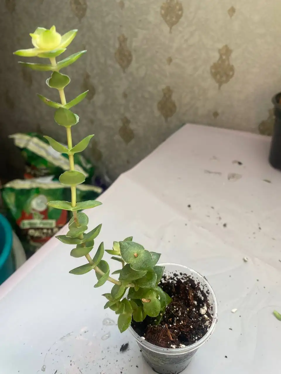 Продажа суккулентов в Уфе - Растения (Хобби и отдых) в Уфа