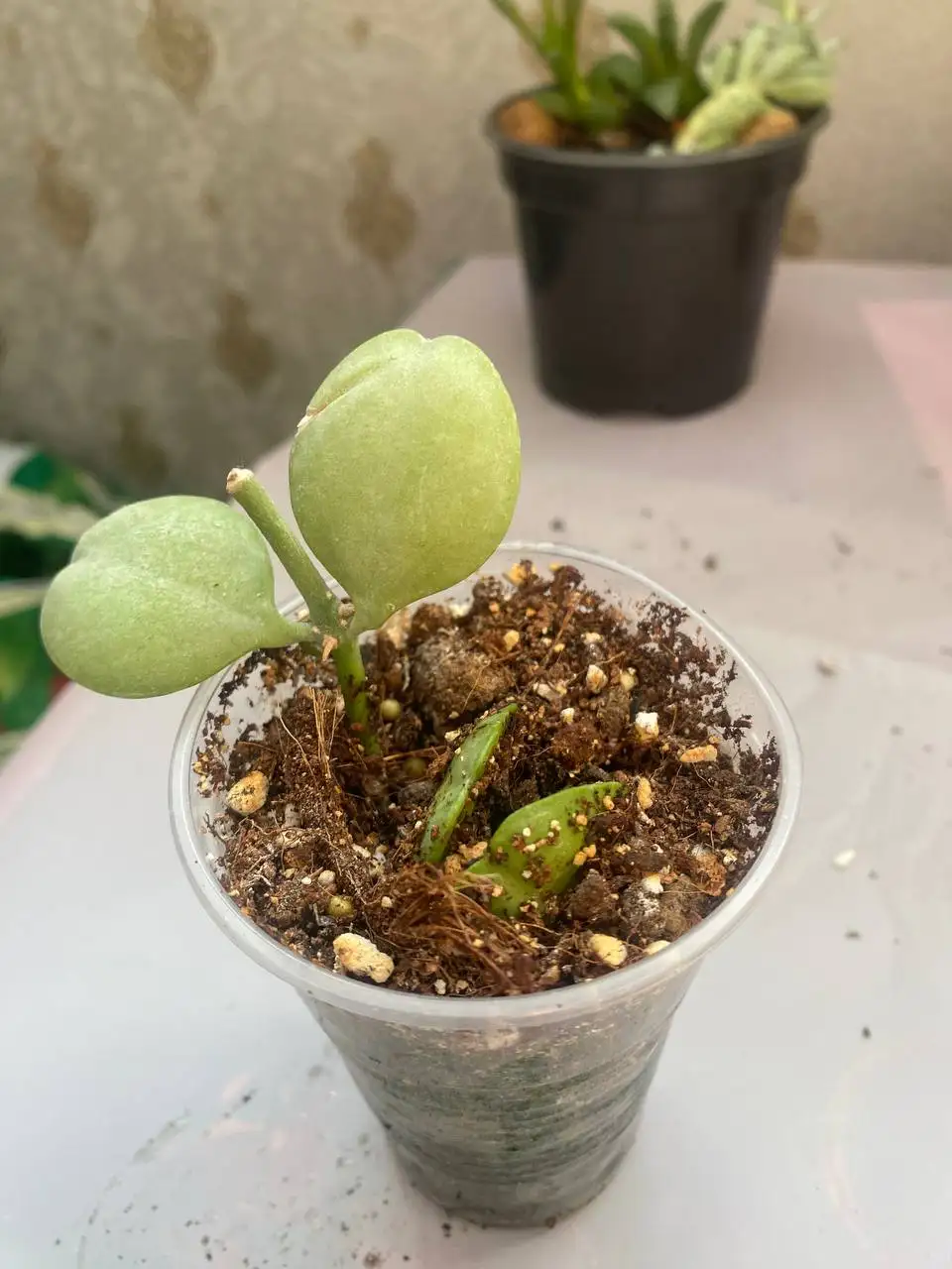 Продажа суккулентов в Уфе - Растения (Хобби и отдых) в Уфа