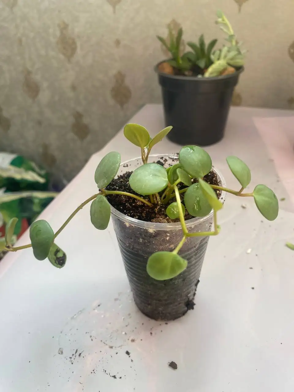 Продажа суккулентов в Уфе - Растения (Хобби и отдых) в Уфа