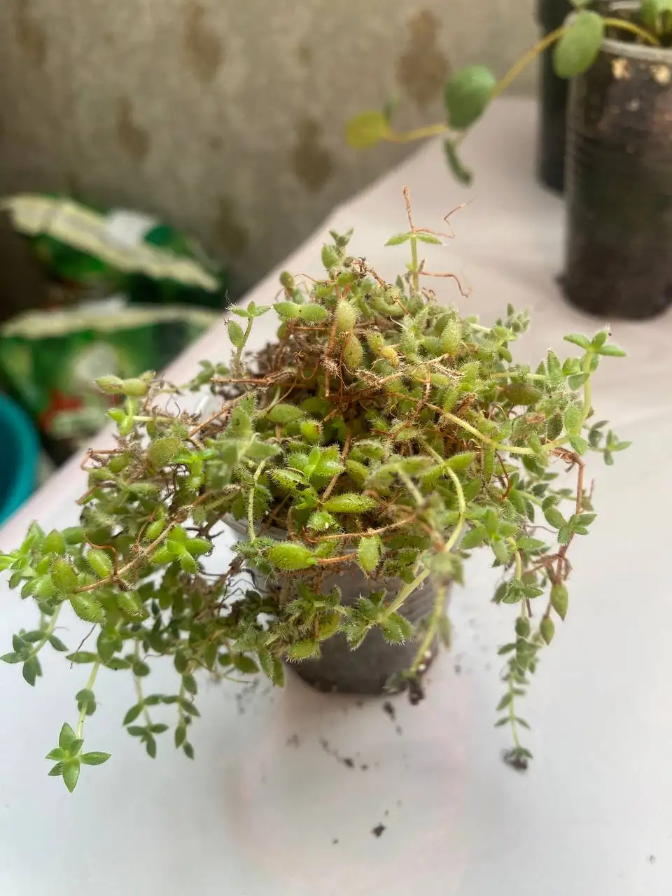 Продажа суккулентов в Уфе - Растения (Хобби и отдых) в Уфа