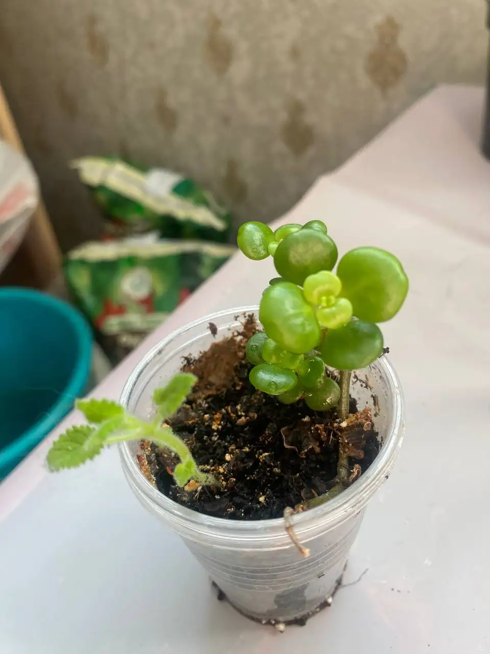 Продажа суккулентов в Уфе - Растения (Хобби и отдых) в Уфа