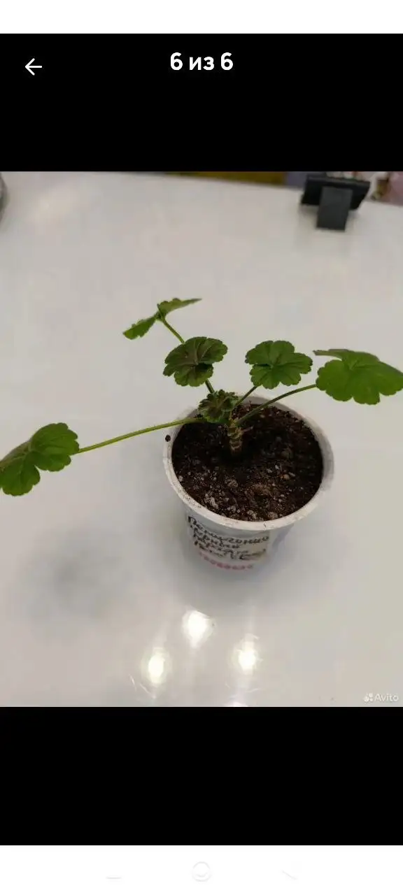 Укорененные черенки пеларгоний различных сортов - Растения (Хобби и отдых) в Уфа