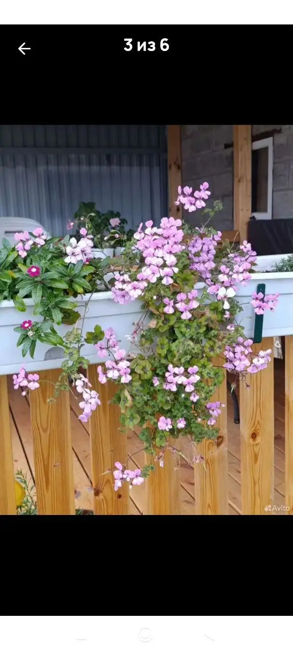 Укорененные черенки пеларгоний различных сортов - Растения (Хобби и отдых) в Уфа