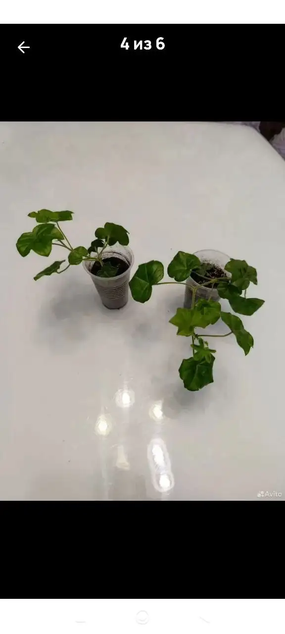 Укорененные черенки пеларгоний различных сортов - Растения (Хобби и отдых) в Уфа