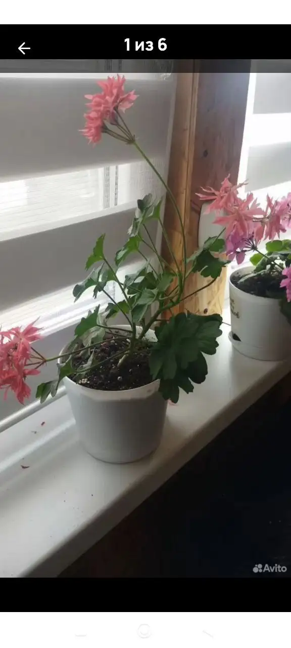 Укорененные черенки пеларгоний различных сортов - Растения (Хобби и отдых) в Уфа