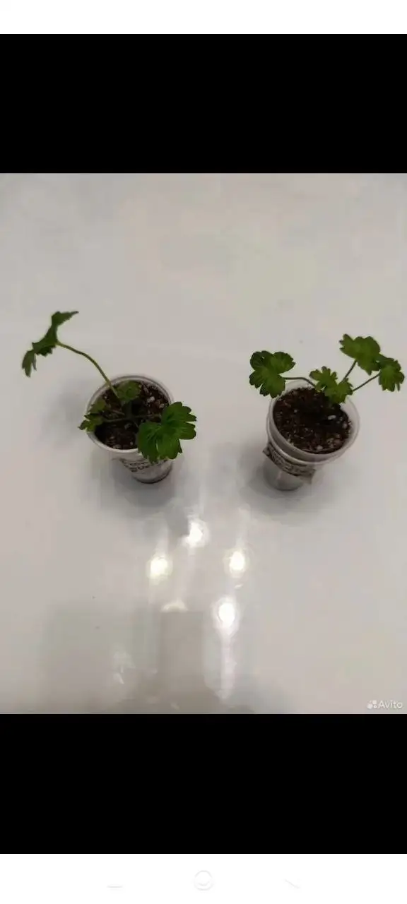 Укорененные черенки пеларгоний различных сортов - Растения (Хобби и отдых) в Уфа