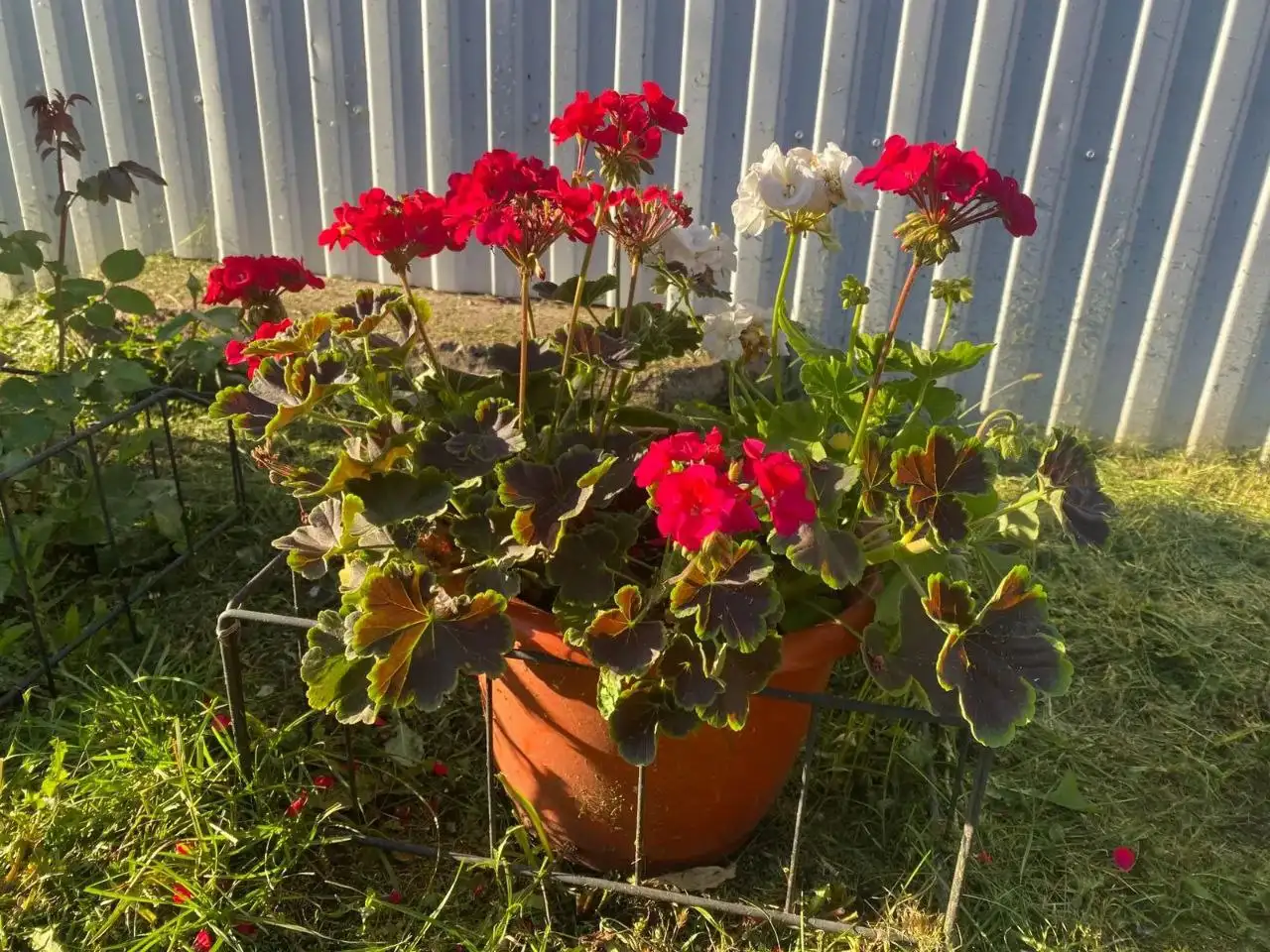 Укорененные черенки пеларгоний различных сортов - Растения (Хобби и отдых) в Уфа