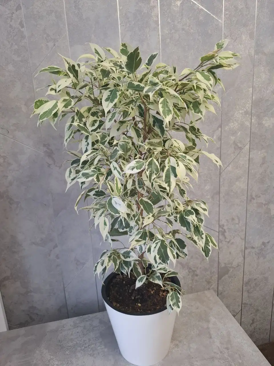 Продажа комнатных растений в Уфе - Комнатные растения (Хобби и отдых) в Уфа