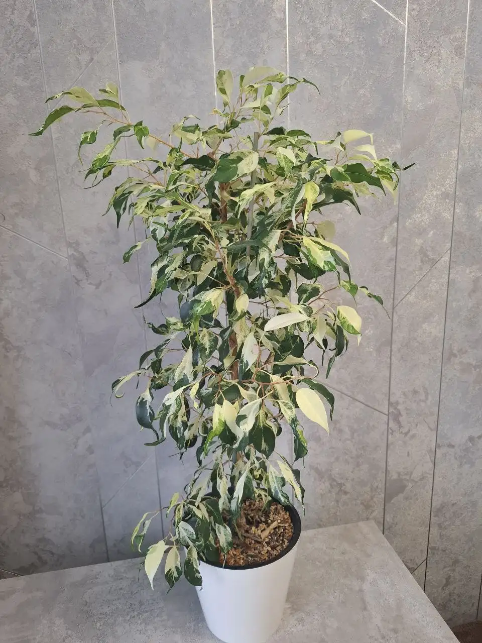 Продажа комнатных растений в Уфе - Комнатные растения (Хобби и отдых) в Уфа