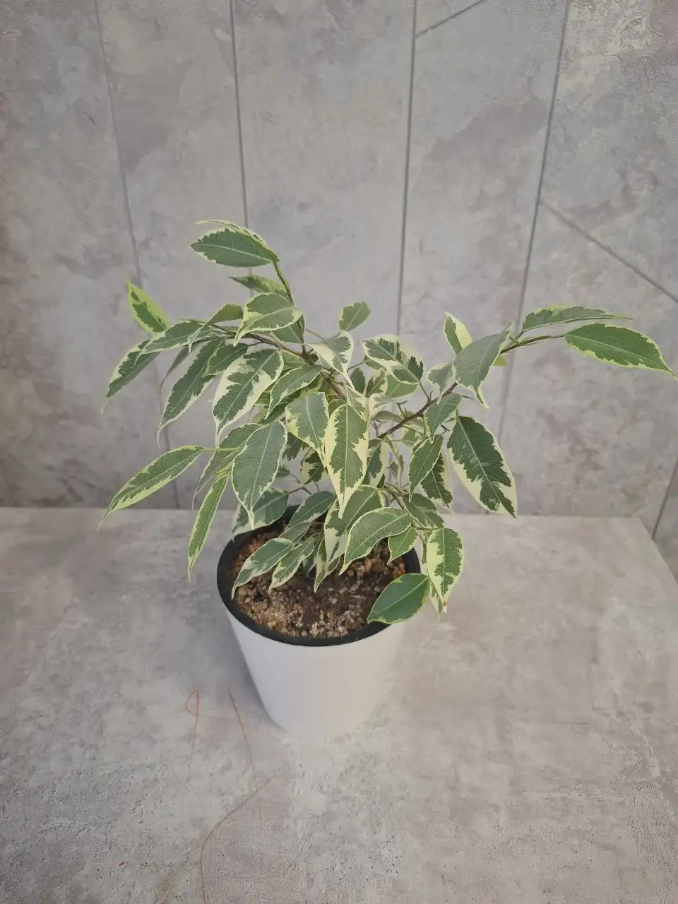 Продажа комнатных растений в Уфе - Комнатные растения (Хобби и отдых) в Уфа