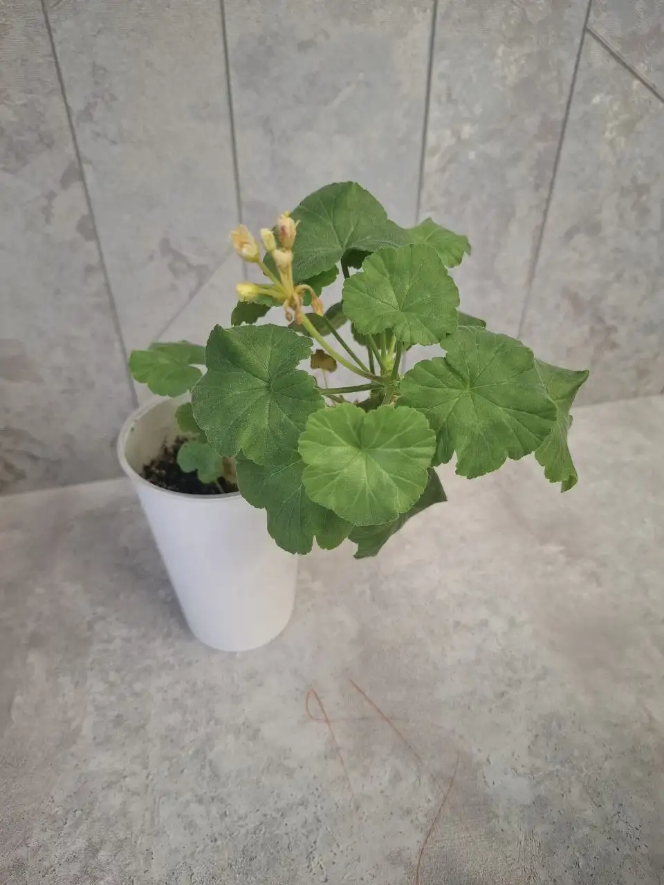 Продажа комнатных растений в Уфе - Комнатные растения (Хобби и отдых) в Уфа