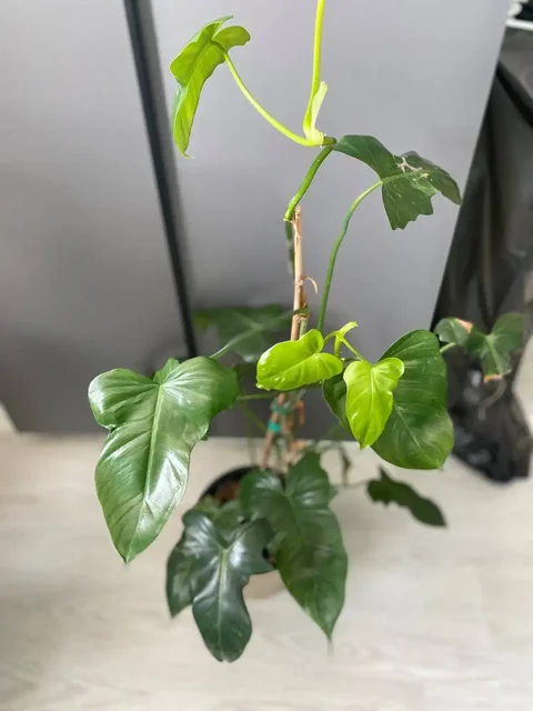 Продам филодедроны - Спортивная экипировка в Уфа