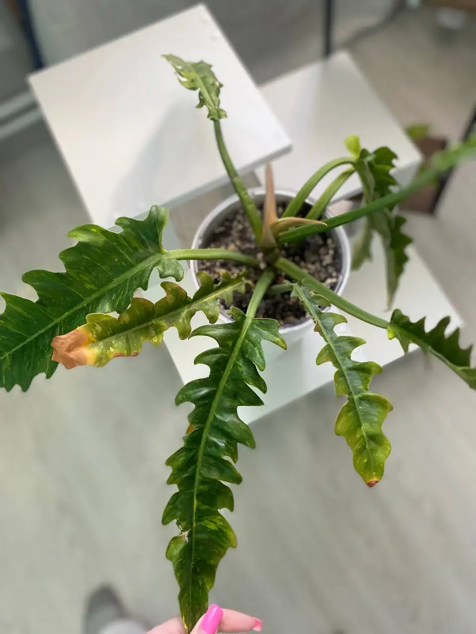 Продам филодедроны - Растения (Хобби и отдых) в Уфа