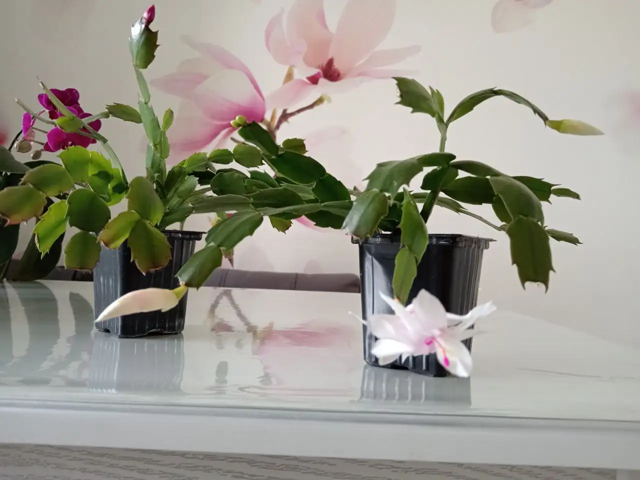 Декабристы (белый и красный) от Чайной фабрики - Растения (Хобби и отдых) в Уфа