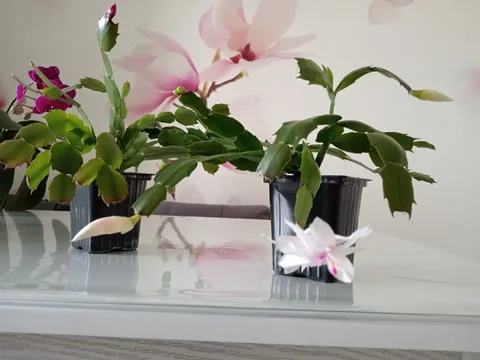 Декабристы (белый и красный) от Чайной фабрики - Спортивная экипировка в Уфа