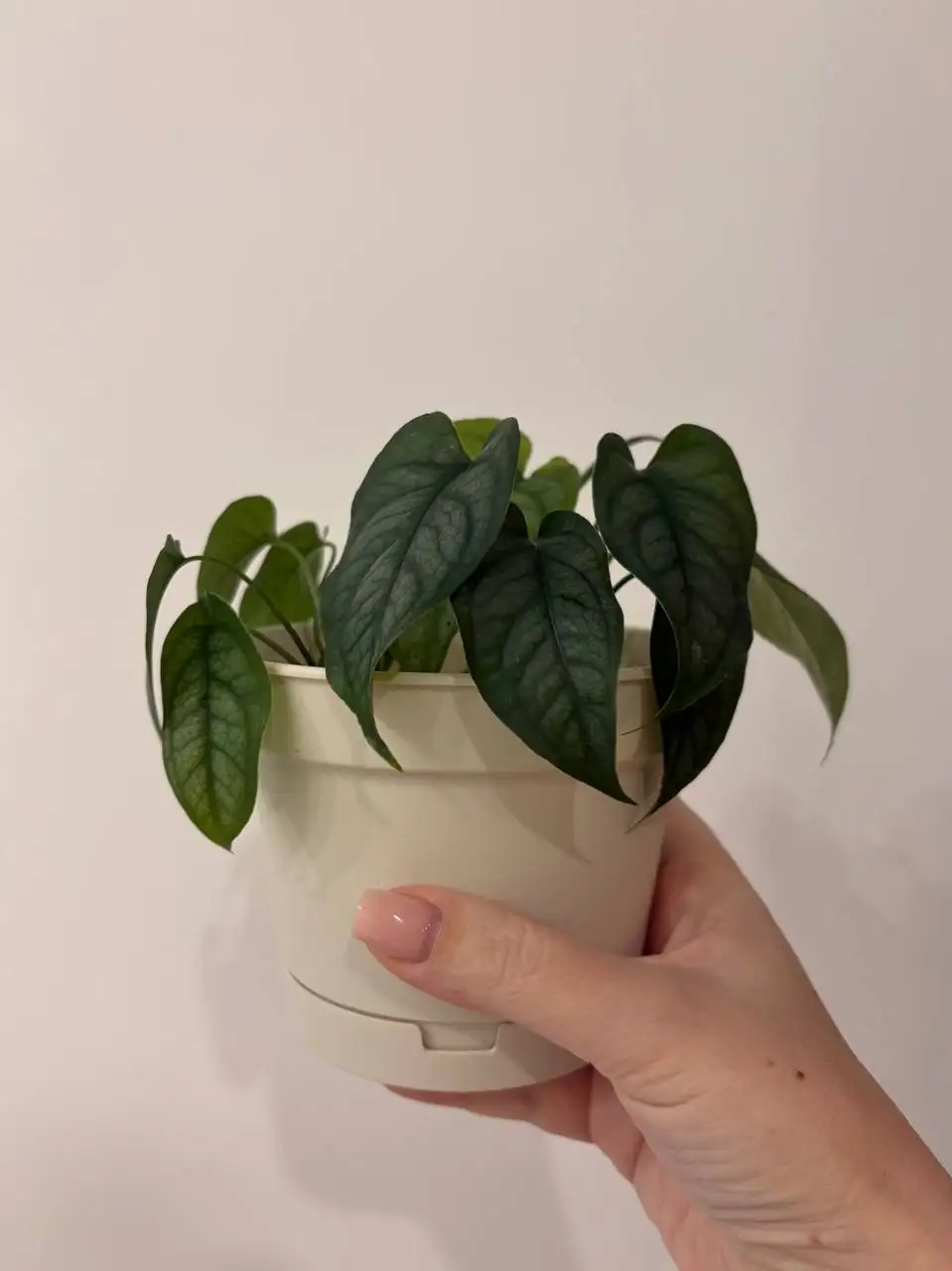 Взрослые комнатные растения в новых пластиковых горшках - Комнатные растения (Хобби и отдых) в Уфа