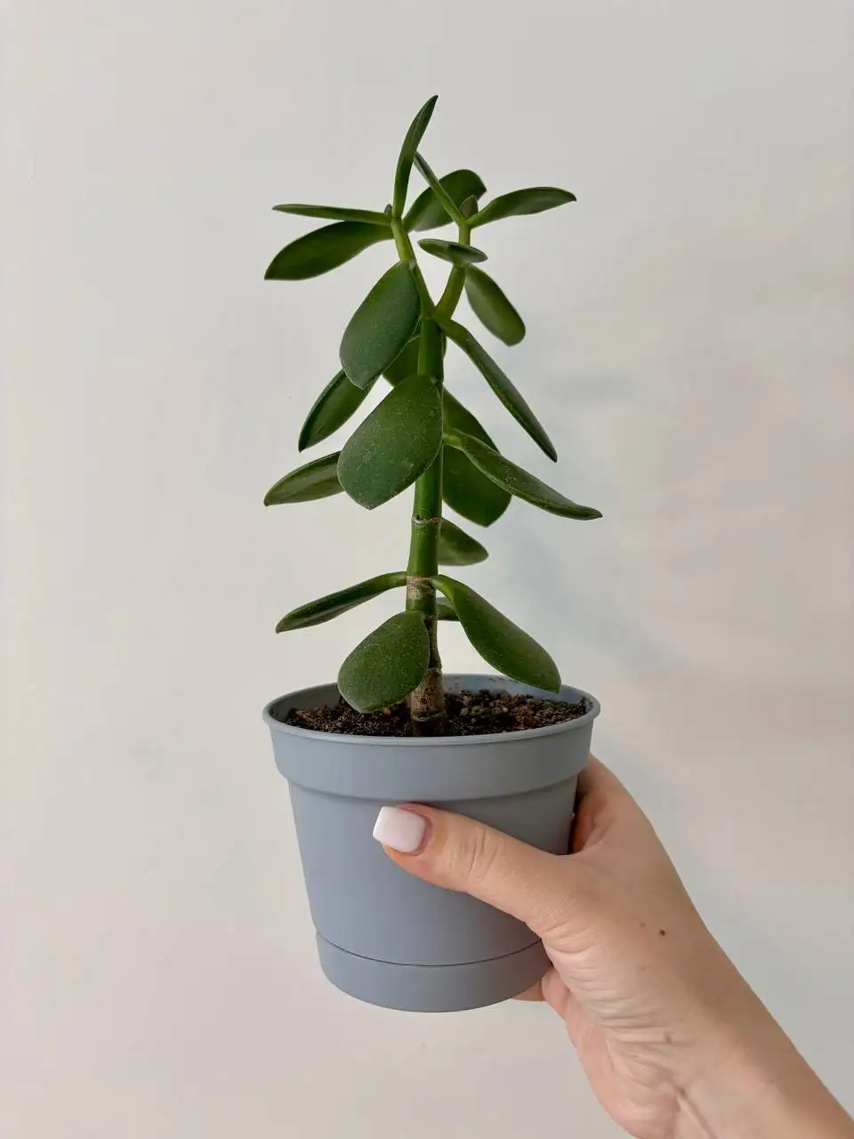 Взрослые комнатные растения в новых пластиковых горшках - Комнатные растения (Хобби и отдых) в Уфа