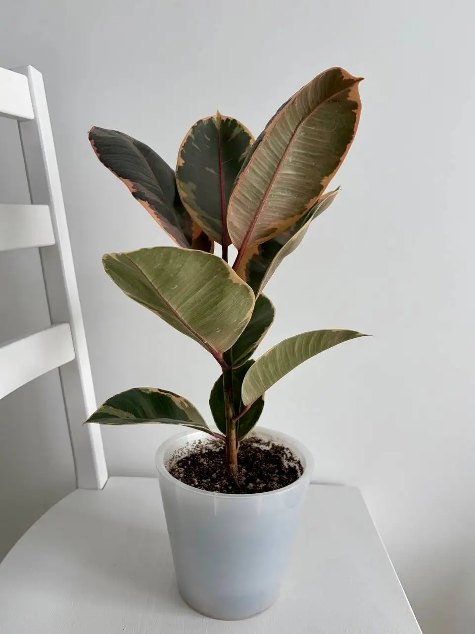 Фикус Белиз в горшке 1,6 л - Растения (Хобби и отдых) в Уфа