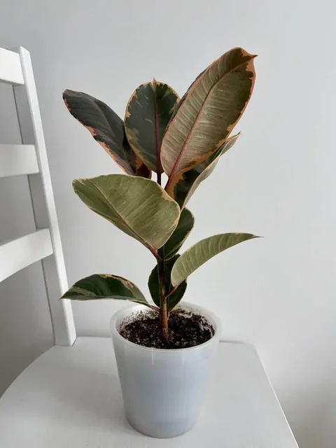 Фикус Белиз в горшке 1,6 л - Спортивная экипировка в Уфа