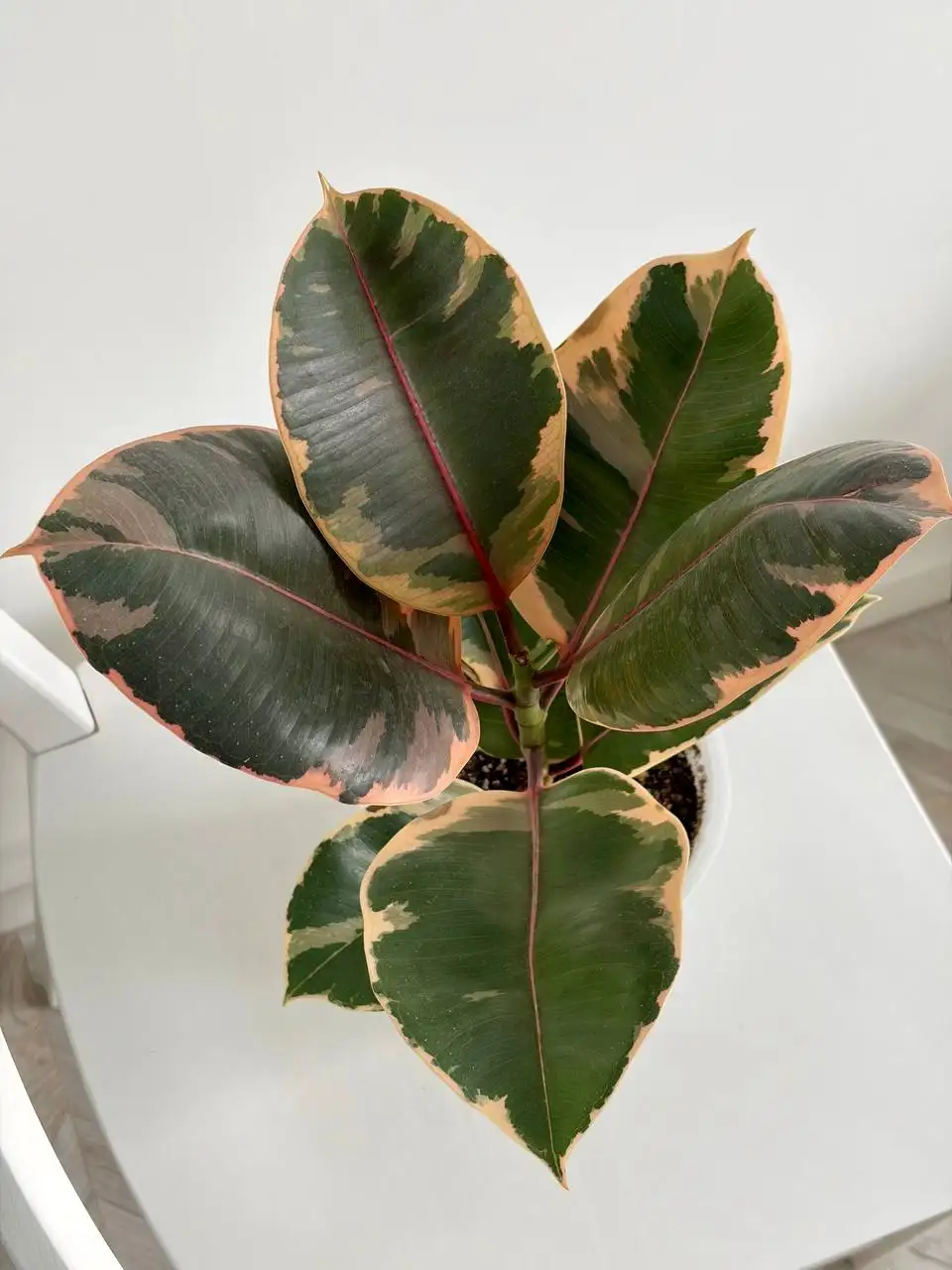 Фикус Белиз в горшке 1,6 л - Растения (Хобби и отдых) в Уфа