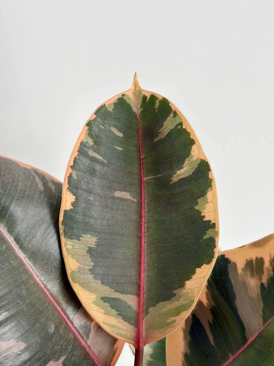 Фикус Белиз в горшке 1,6 л - Растения (Хобби и отдых) в Уфа