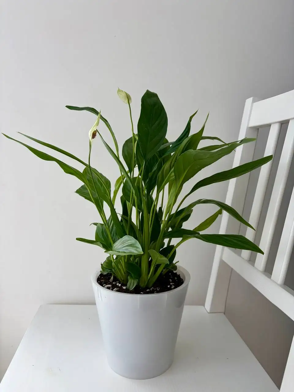 Спатифиллум Ромео в пластиковом горшке 1,6 л - Растения (Хобби и отдых) в Уфа