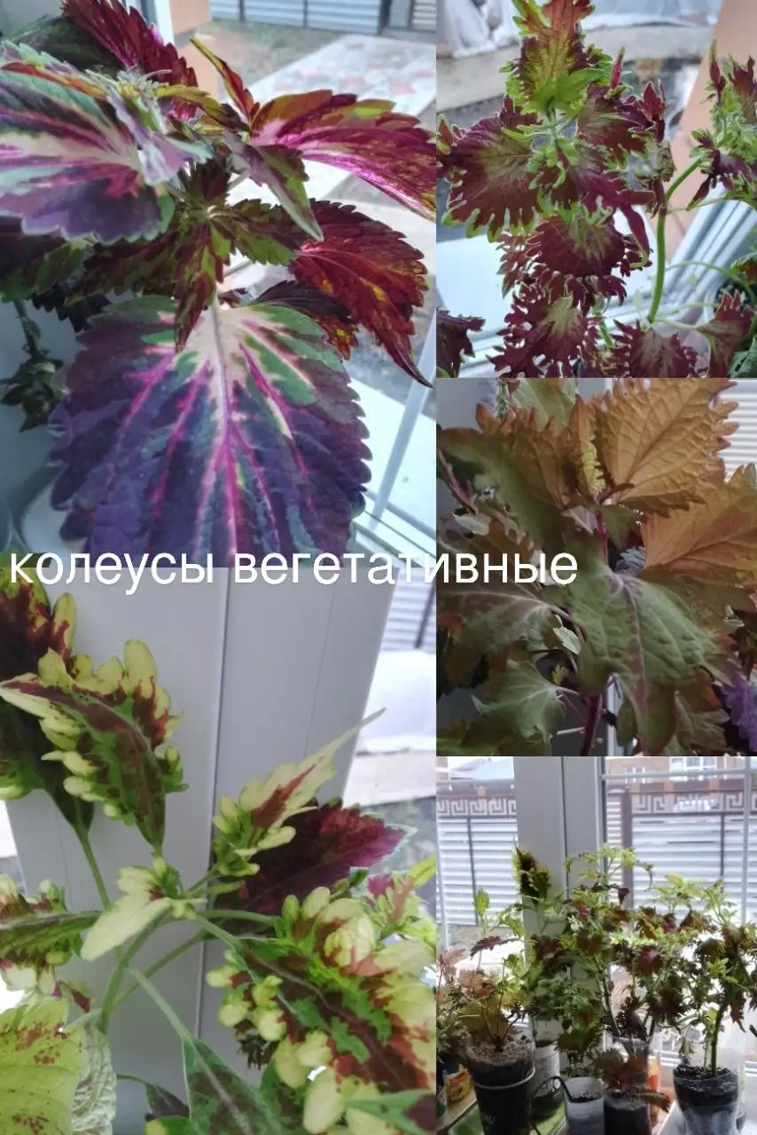 Продажа черенков колеусов вегетативных - Растения (Хобби и отдых) в Уфа