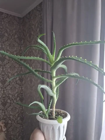 Алоэ в горшке Ярком - частное объявление в Уфа