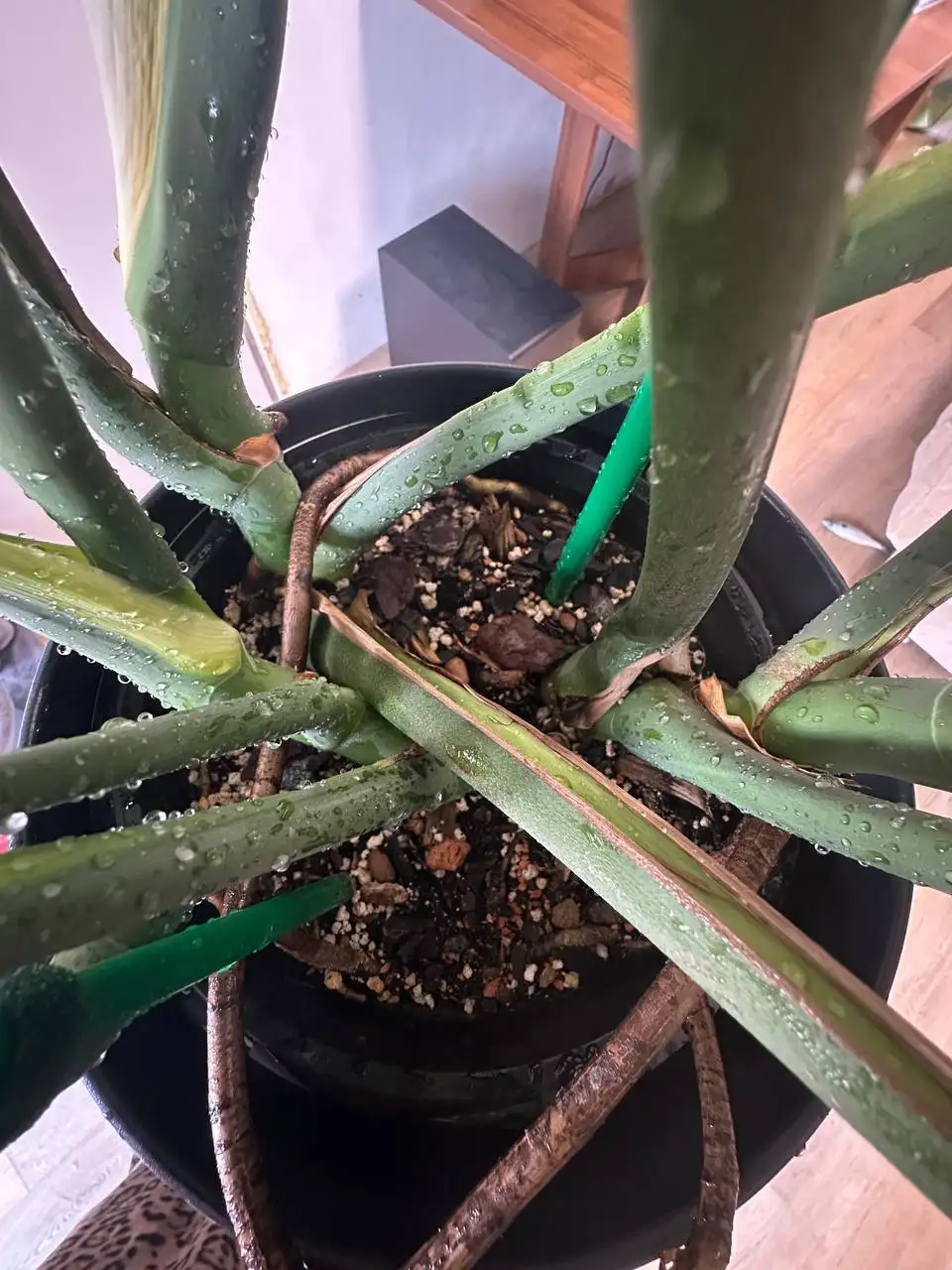 Продажа монстеры деликатесной взрослое растение в горшке - Растения (Хобби и отдых) в Уфа