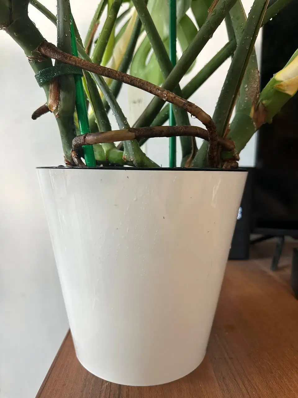 Продажа монстеры деликатесной взрослое растение в горшке - Растения (Хобби и отдых) в Уфа